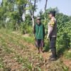 Hadir di Desa Binaan, Bhabinkamtibmas Sidonganti Pantau Perkembangan Tanaman Jagung Warga