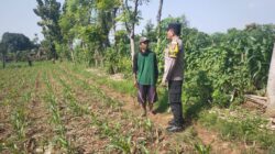 Hadir di Desa Binaan, Bhabinkamtibmas Sidonganti Pantau Perkembangan Tanaman Jagung Warga