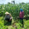 Dukung Penuh Program Ketahanan Pangan Nasional, Bhabinkamtibmas Polsek Bolo Monitoring Pertumbuhan Jagung Warga Binaan