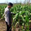 Dukung Program Astacita Presiden RI, Bhabinkamtibmas Polsek Grabagan Polres Tuban Terjun Langsung Cek Ketahanan Pangan Di Desa Grabagan