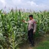 POLRI HADIR DUKUNG KETAHANAN PANGAN, POLSEK BANGILAN LAKUKAN MONITORING TANAMAN JAGUNG