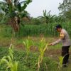 Bhabinkamtibmas Desa Sokogrenjeng Polsek Kenduruan Polres Tuban Turun Langsung Mengecek Tanaman Jagung Petani