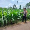 Polri Dukung Astacita, Polsek Palang Polres Tuban Turun Cek Tanaman jagung milik Warga di Desa Tegalbang