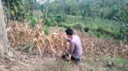 Polsek Montong Polres Tuban Turun Cek Tanaman jagung Warga di Desa Bringin