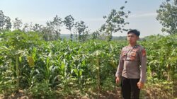 Polsek Singgahan Polres Tuban Turun Cek Tanaman jagung Warga di Desa Tingkis