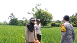 Bhabinkamtibmas Desa Labuhan Bontong Pantau Pertanian Warga Dukung Ketahanan Pangan