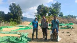 POLSEK HU’U DAMPINGI PETANI JAGUNG, WUJUD NYATA DUKUNGAN POLRI MENUJU INDONESIA EMAS