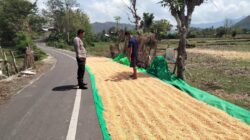 BHABINKAMTIBMAS DESA CEMPI JAYA PANTAU LAHAN JAGUNG WARGA, DUKUNG KETAHANAN PANGAN MENUJU INDONESIA EMAS