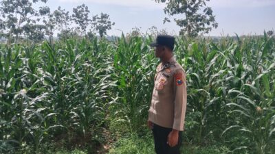 Polsek Singgahan Polres Tuban Turun Cek Tanaman jagung Warga di Desa Tingkis