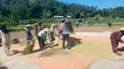 Babinsa dan Petani Bersinergi Jaga Ketahanan Pangan Desa