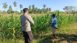 Bhabinkamtibmas Desa Lekong Ajak Warga Optimalkan Lahan dengan Tanaman Hortikultura