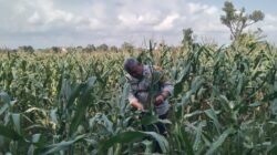 Anggota Bhabinkamtibmas Polsek Jenu Polres Tuban Turun ke Ladang, sambang lahan pertanian.