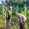 Dampingi Petani di Buin Baru, Bhabinkamtibmas Desa Buin Baru Tinjau Ketahanan Pangan Lokal