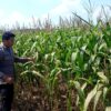 Polsek Grabagan polres Tuban Polda Jawa Timur Dukung Penuh Swasembada Pangan Presiden Prabowo Melalui Pendampingan Petani