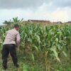 Polsek Jatirogo Pantau Ladang Jagung Warga Desa Dingil, Wujud Nyata Dukung Astacita