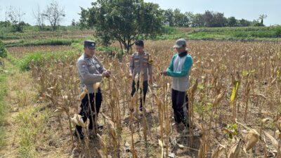 Dukung Ketahanan Pangan, Personel Polsek Bancar Monitoring Panen Jagung di Desa Cingklung