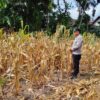 Polri Dukung Astacita, Polsek Semanding Polres Tuban Turun Cek Tanaman jagung milik Warga di Desa Ngino