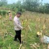 Polsek Bangilan Monitoring Tanaman Jagung di Desa Banjarworo sebagai Wujud Dukungan Ketahanan Pangan
