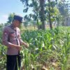 Polsek Tambakboyo Polres Tuban Turun Cek Tanaman jagung Warga di Desa Dikir