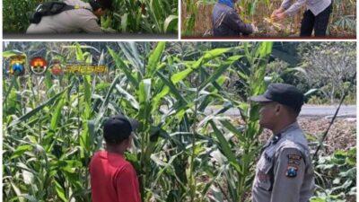 Polsek Soko polres Tuban Polda Jawa Timur Bergerak! Dukung Penuh Swasembada Pangan Presiden Prabowo Melalui Pendampingan Petani