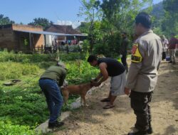 Cegah Penyebaran Penyakit pada Hewan, Bhabinkamtibmas Telaga Bertong Aktif Dampingi Program Vaksinasi Puskeswan