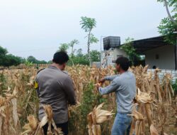 Bripda Dodi Eko, turun langsung ke sawah untuk melaksanakan panen jagung bersama warga di Desa Sumberan, Kecamatan Bancar, Kabupaten Tuban.