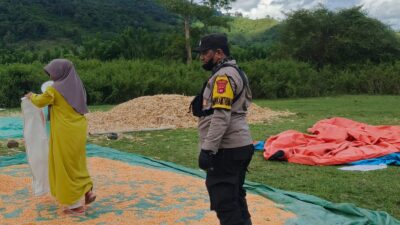 Pantau Masa Panen, Bhabinkamtibmas Desa Sebeok Pastikan Kelancaran Hasil Pertanian Jagung Warga