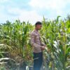 Polsek Singgahan Polres Tuban Turun Cek Tanaman jagung Warga di Desa Mulyorejo