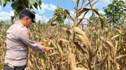 Polsek Montong Polres Tuban Turun Cek Tanaman jagung Warga di Desa Talun