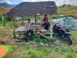 BHABINKAMTIBMAS DESA JALA PANTAU PENJEMURAN HASIL PANEN JAGUNG, DORONG PETANI DUKUNG KETAHANAN PANGAN