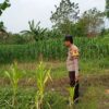 Polri Komitmen Dukung Ketahanan Pangan: Bhabinkamtibmas Polsek Kenduruan Polres Tuban Cek Langsung Tanaman Jagung Warga