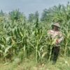 Polsek Soko polres Tuban Polda Jawa Timur Bergerak! Dukung Penuh Swasembada Pangan Presiden Prabowo Melalui Pendampingan Petani