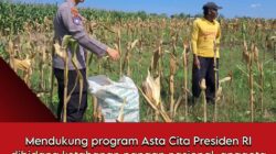 Bhabinkamtibmas Polsek Senori Dukung Ketahanan Pangan Nasional Membantu Panen Jagung Warga Desa Leran