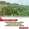 Turun ke Pematang, Polsek Jatirogo Kawal Jagung Warga Desa Ketodan Demi Astacita