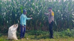 Sambang Petani Jagung, Kanit Binmas Dukung Ketahanan Pangan Nasional