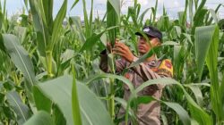 Cek Kualitas Buah Jagung Siap Panen, Polsek Widang Polres Tuban Dukung Astacita