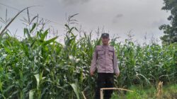 Polsek Plumpang Polres Tuban Turun Langsung Cek Tanaman Jagung Warga