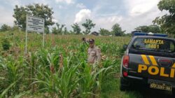 Polri Dukung Astacita, Polsek Semanding Polres Tuban Turun Cek Tanaman jagung milik Warga di Desa Semanding