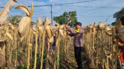 *AIPTU CUCUK SUMULYONO DAMPINGI KADES NGAMPELREJO PANEN JAGUNG, WUJUD NYATA SINERGI POLRI DAN MASYARAKAT BANCAR*