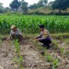 Polri Dukung Astacita, Polsek Grabagan Polres Tuban Turun Cek Tanaman jagung milik Warga di Desa Grabagan