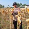 Anggota Polsek Bancar Polres Tuban Melaksanakan Panen Jagung Bersama Warga Desa Ngampelrejo