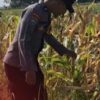 Bentuk Pendampingan Petani, Polsek Widang Monitoring Pertumbuhan Jagung