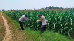 Bhabinkamtibmas Polsek Tuban Monitoring Lahan Jagung di Desa Kembangbilo, Dukung Program Ketahanan Pangan