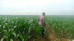 Polsek Singgahan Polres Tuban Turun Cek Tanaman jagung Warga di Desa Lajo Lor