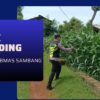 Polri Dukung Astacita, Polsek Semanding Polres Tuban Turun Cek Tanaman jagung milik Warga di Desa Kowang
