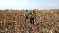 Polri Dukung Astacita, Polsek Rengel Polres Tuban Turun Cek Tanaman Jagung Warga di Desa Maibit