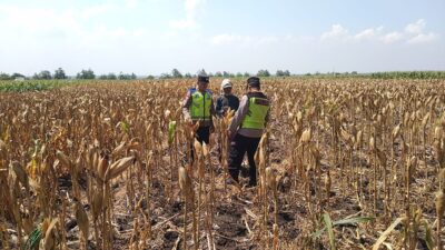 Polri Dukung Astacita, Polsek Rengel Polres Tuban Turun Cek Tanaman Jagung Warga di Desa Maibit
