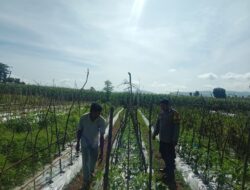 Bhabinkamtibmas Polsek Manggelewa Dorong Pemanfaatan Pekarangan Produktif, Wujud Dukungan Polri terhadap Program Ketahanan Pangan