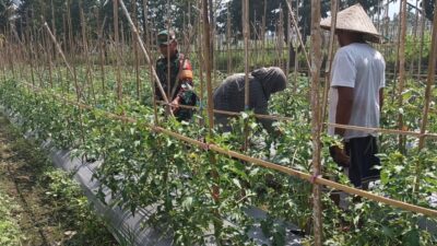 Pendampingan Babinsa Koramil 1606/Lingsar Dorong Hasil Panen Tomat Berkualitas, Perkuat Rantai Pasok Pangan Desa