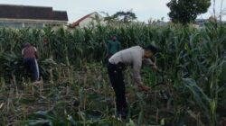 Polsek Labuapi Gerakkan Warga Tanam Jagung di Lahan Kosong